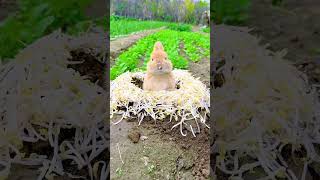 Little rabbit eating bean sprouts Cute pet debut plan Rabbit Rural cute pet