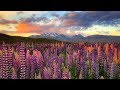 Landscape Photography New Zealand - Lupins Flowers