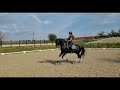 9 yr old 1.67 black bay pre stallion schooling some gp elements