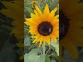 Sunflowers at Ward’s Farm NJ