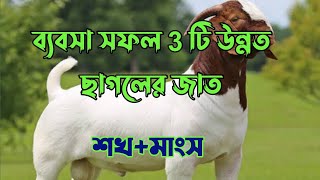 ব্যবসা সফল উন্নত ছাগলের জাত,উন্নত ছাগলের জাত।Goat business successful improved goat breeds,