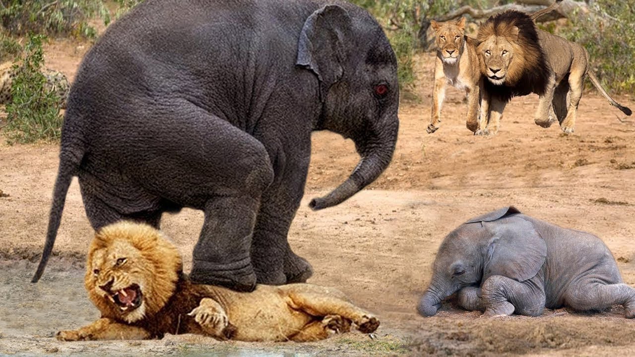 Lion Attacks Elephant