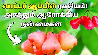 ரோஸ் ஆப்பிள் பழம் நன்மைகள்? | Foods Fruits apple / water apple benefits in tamil / Voice of Aparna