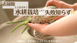 【水耕栽培で失敗しない方法】日頃のメンテナンスと丁寧なメンテナンス