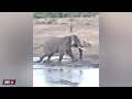 la brutal pelea entre un elefante y un rinoceronte