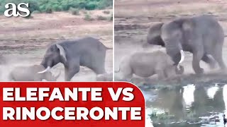 La brutal pelea entre un ELEFANTE y un RINOCERONTE