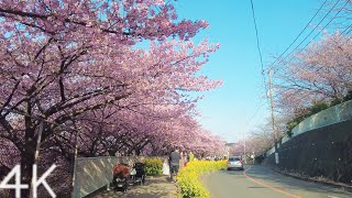 【4K】Watching Kawazu cherry trees in full bloom on the Miura coast - Japan