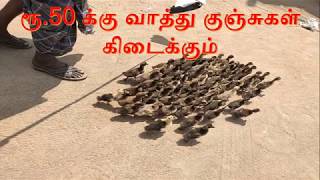 ரூ.50 க்கு வாத்து குஞ்சுகள் கிடைக்கும் /Only Rs 50 Duck Chicks