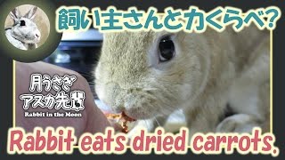 飼い主さんと力くらべ？【ウサギのだいだい 】　2017年1月12日