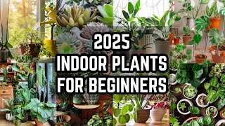 36 Best Indoor Plants for Beginners | Low Maintenance Indoor Plants for Beginners | That Garden Girl