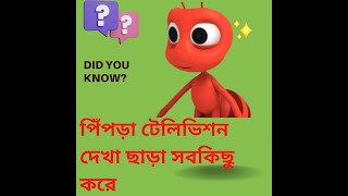 পিঁপড়ারা টেলিভিশন দেখা ছাড়া,অন্য সবকিছু করে