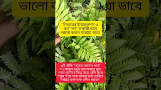 ঢ়েকিশাক #উদ্ভিদ_ও_অন্যান্য #viralshort #viralreels #youtubeshorts #gardening #plants #nature #reels