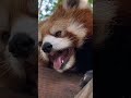 red panda sneeze. so cute. redpanda animals pandalife cute cutepanda 小熊猫打喷嚏