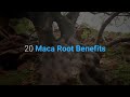 20 Maca Root Benefits