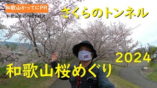 和歌山桜めぐり2024年版【和歌山かってにＰＲ】第466回「さくらのトンネル」2024年4月8日　ニュース速報　グーグルマップに掲載　和歌山の桜