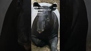 絶滅危惧種「マレーバク」移送中に死ぬ