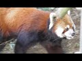 たくさんのレッサーパンダ撮ってきた【千葉市動物公園】