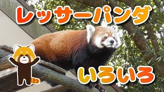 たくさんのレッサーパンダ撮ってきた【千葉市動物公園】