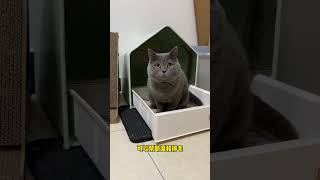 养猫的你要知道的三件事，猫咪排毛很重要萌宠好物 新手养猫 猫排毛