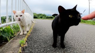 小さな黒猫と大きな白猫の仲良しコンビをモフる