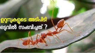 Funny Ants fighting ഉറുമ്പുകൾ തമ്മിലുള്ള അടിപിടി