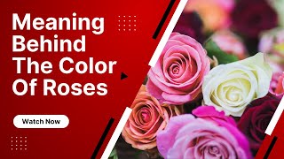 The Language of Roses: 🌹 Exploring the Symbolism and Meaning Behind Different Rose Colors 🥀