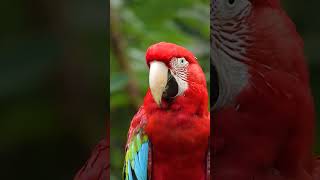 parrot 🦜🦜 video #viral #shorts