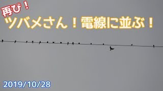 ツバメさん、再び電線に並ぶ！2019/10/28