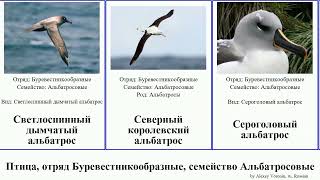 Птица, отряд Буревестникообразные, семейство Альбатросовые bird albatross Темноспинный дымчатый