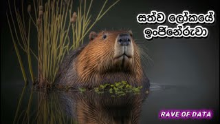 සත්ව ලෝකයේ ඉන්න කඩිසර ඉංජිනේරුවා / Beaver / Rave Of Data