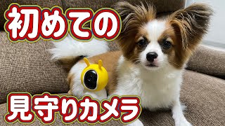 【商品レビュー】お留守番の犬をペットカメラで撮ってみた。PETTENA/マルチカメラ