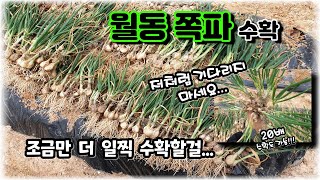 [텃밭야그9] 월동 쪽파 수확 늦지 않게 해주세요~