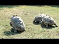 天王寺動物園 2011年 カメの交尾中