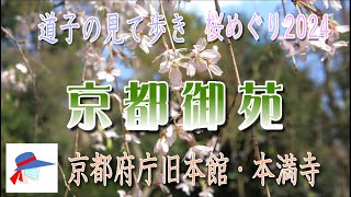 【京都御苑　京都府庁旧本館　本満寺】　桜めぐり　2024