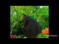 Rayvanny_-Kwetu remix
