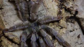 How To:  Psalmopoeus cambridgei Viewer request with the Deadly Tarantula Girl