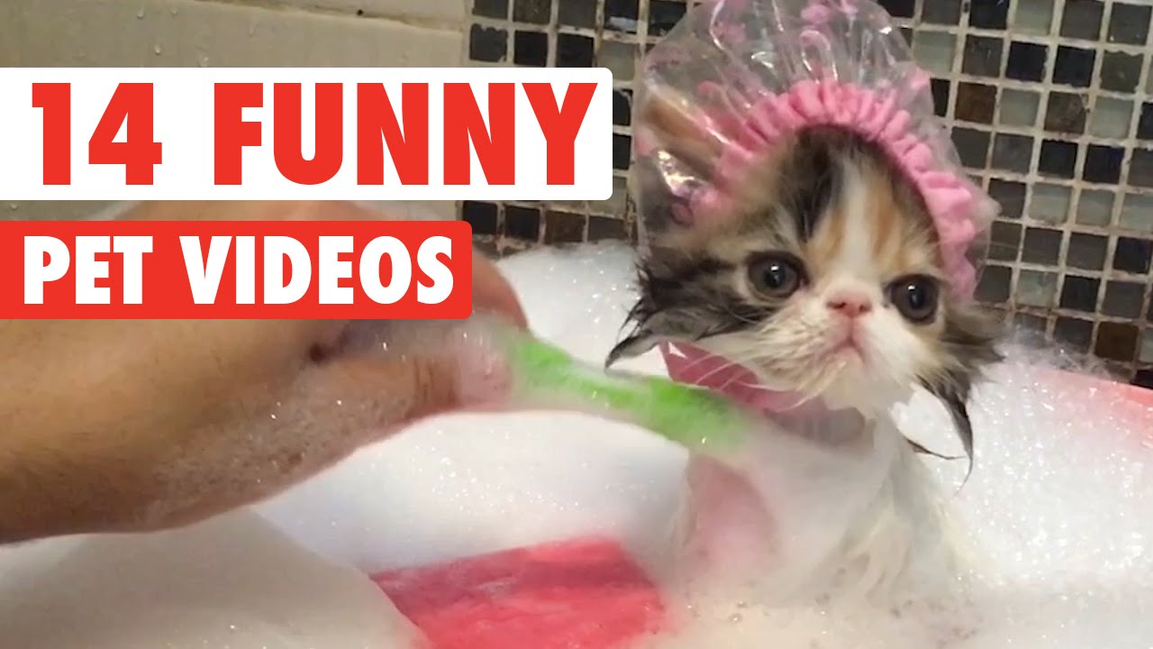 14 Funny Pet Videos 2016 Youtube