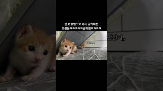 온갖 방법으로 아기 감시하는 고양이들ㅋㅋㅋ