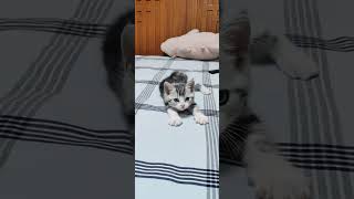 小猫能上床吗 记录猫咪日常 小奶猫的点点滴滴