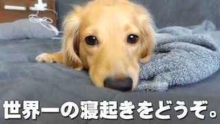 愛犬の世界一可愛い寝起き姿をご覧ください｜ミニチュアダックスフンドのかわいい日常 No.146