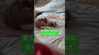 我が家のキャバリアすやすや事情🤣 #キャバリア