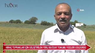 Kıraç topraklar için geliştirilen 2 yerli buğday tohumu yüzleri güldürdü