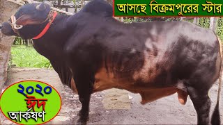 ২০২০ ঈদ আর্কষণ।।আসছে বিক্রমপুরের স্টার উন্নতম ষাঁড় গরু।।bikrompurar star cow