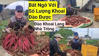 858# Cuối Cùng Cũng Đến Ngày Đào Khoai Lang Của Nhà Rồi, Thật Bất Ngờ Với Số Lượng Khoai Lang