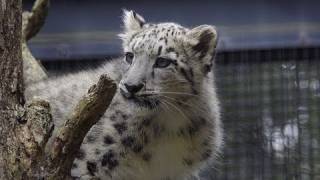 水飲み場に落ちて濡れたユキヒョウ〜Snow Leopard Jnmp!