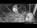 2020 6 29台北植物園鳳頭蒼鷹巢位直播　crested goshawk nest cam taipei botanical garden 大福炸毛 福媽睜眼看後又閉眼