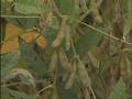 Heavy rain threatens soybean harvest