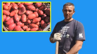 How to plant potatoes