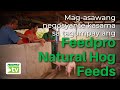 Mag-asawang negosyante kasama sa tagumpay ang Feedpro Natural Hog Feeds