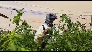 Tomsystem clipping 2500 tomato plants per hour.